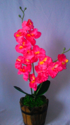Орхидея с красными цветами, 2 цветоноса, в горшке из натурального дерева