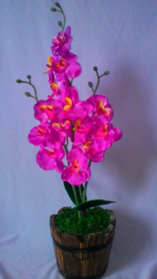 Орхидея с малиновыми цветами в горшке из натурального дерева