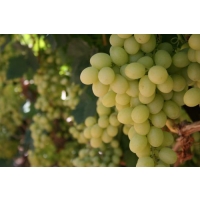 Виноград «Цитронный Магарача»