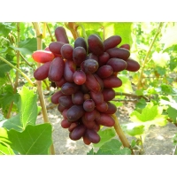 Виноград «Изюминка»