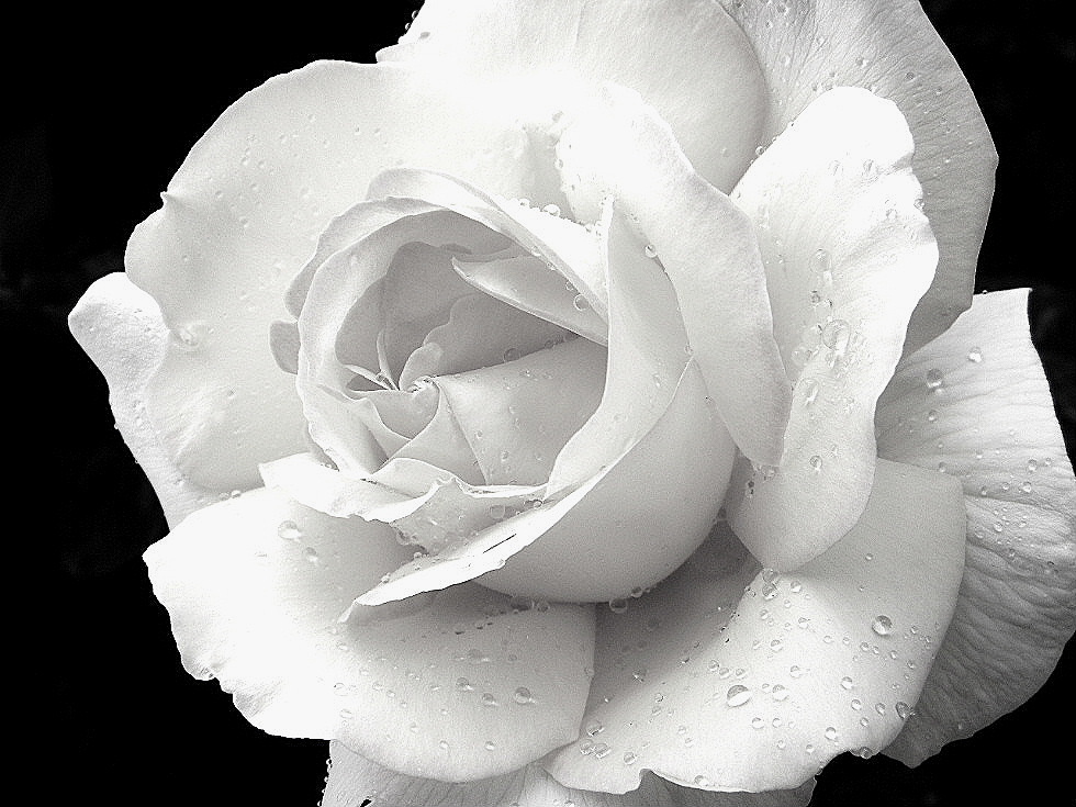 Белая картинка. Дамасская роза белая. Белые розы. Большая белая роза. Красивые белые картинки.