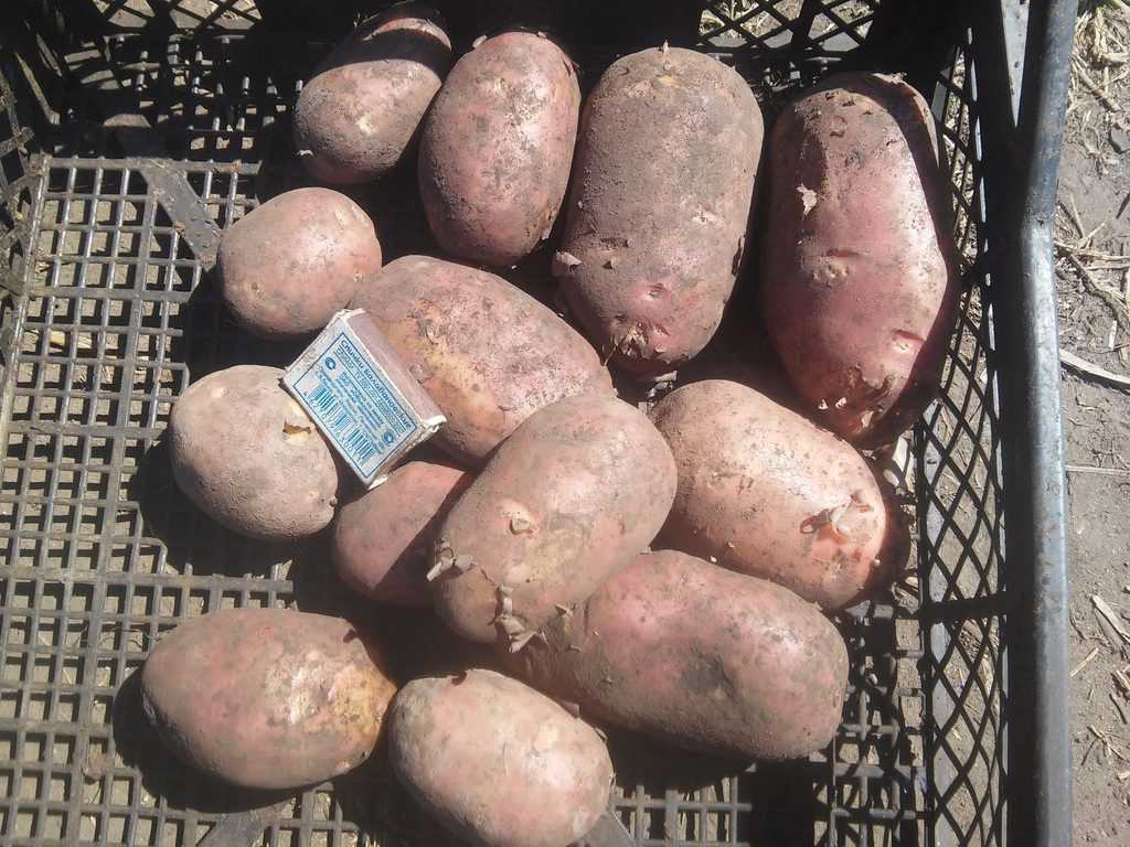 Ранний картофель характеристика отзывы. Сорт картофеля Аспия.
