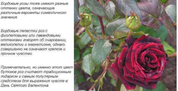 Что означает розовое красное. Красные розы на языке цветов. Значение цветов роз. Бордовые розы значение цветов.