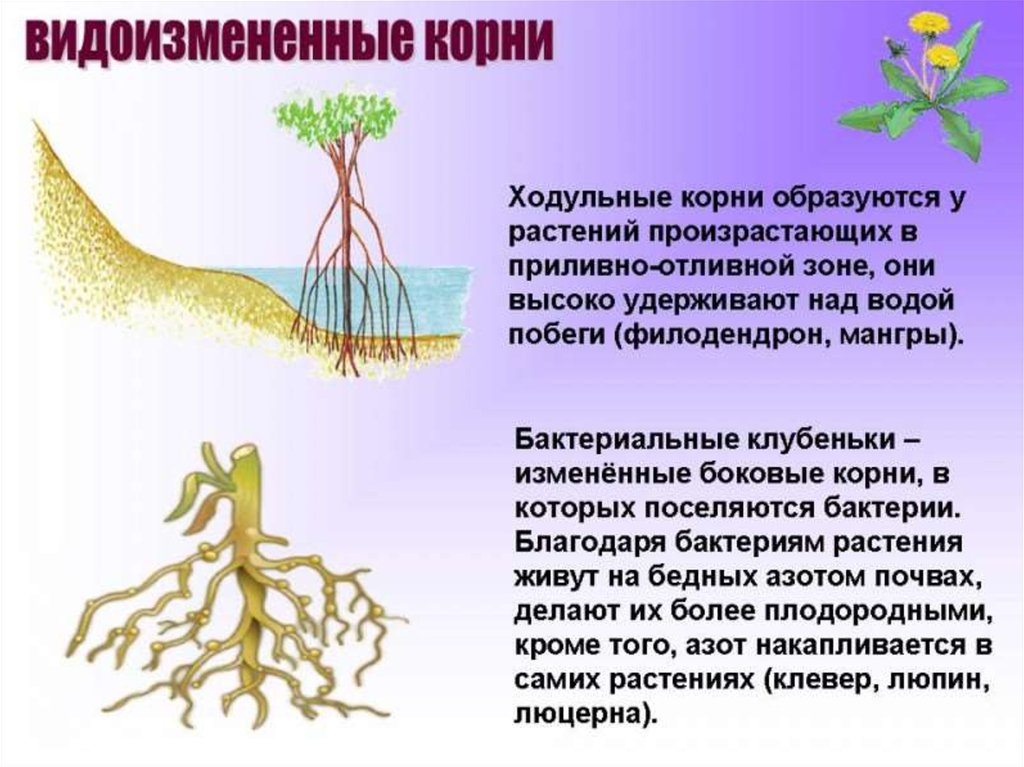 Растения имеющие видоизмененные корни. Корни растений. Видоизменения корня. Видоизмененные корневища. Корень это биология.