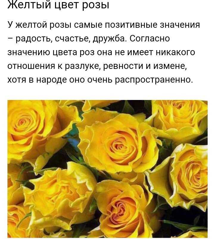 Почему желтый к разлуке. Желтый цвет на языке цветов. Жёлтые розы на языке цветов. Что означают желтые розы. Жёлтый цвет розы значение.