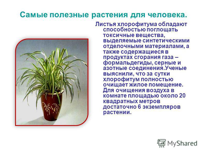 Хлорофитум польза и вред. Полезные комнатные растения. Полезные комнатные цветы для человека. Самые полезные комнатные растения. Растения про полезные для здоровья человека.