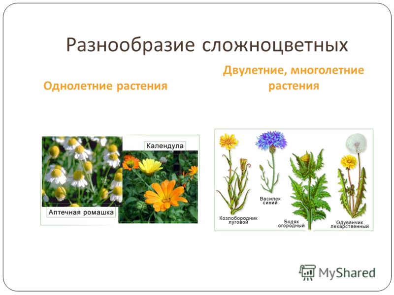 Однолетние двулетние и многолетние растения