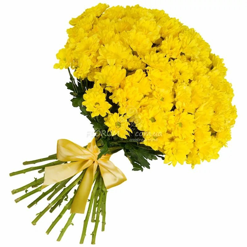 Хризантемы дарят на день рождения. Букет золотых японских хризантем. Жёлтые хризантемы. Желтые цветы букет. Красивый букет желтых хризантем.