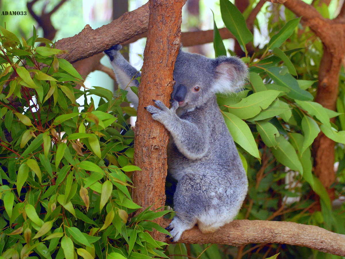 Едят ли коалы. Коала на эвкалипте. Эвкалиптовое дерево с коалой. Коала в эвкалиптовые леса. Коала на бамбуке.