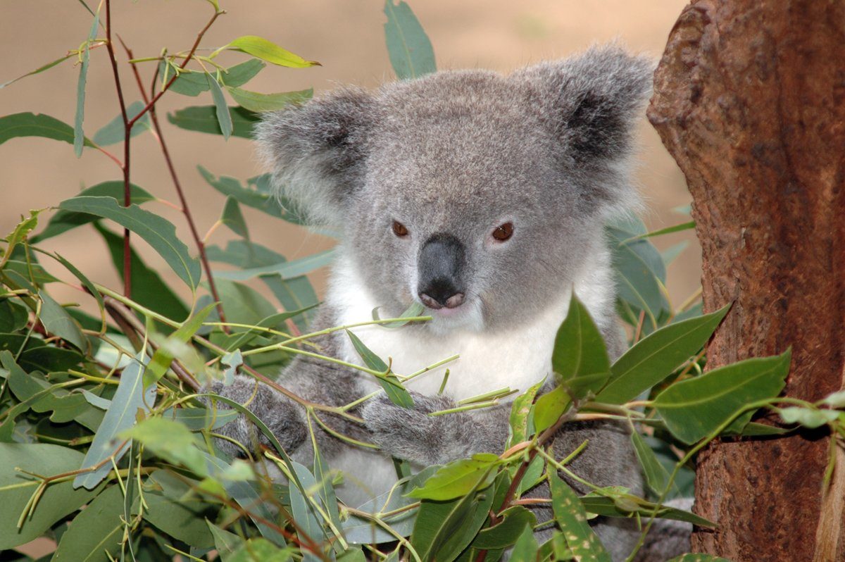 Коалы плавают. Коала на эвкалипте. Коала эвкалиптовый мишка. Коала на бамбуке. Эвкалипт в Австралии с коалой.