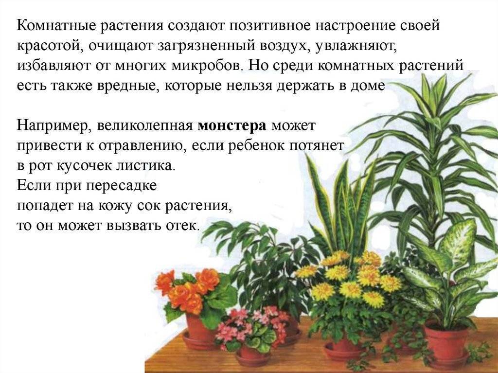 Комнатные растения польза и вред. Полезные комнатные цветы. Опасные комнатные растения. Горшечная группа растений. Группы комнатных растений.