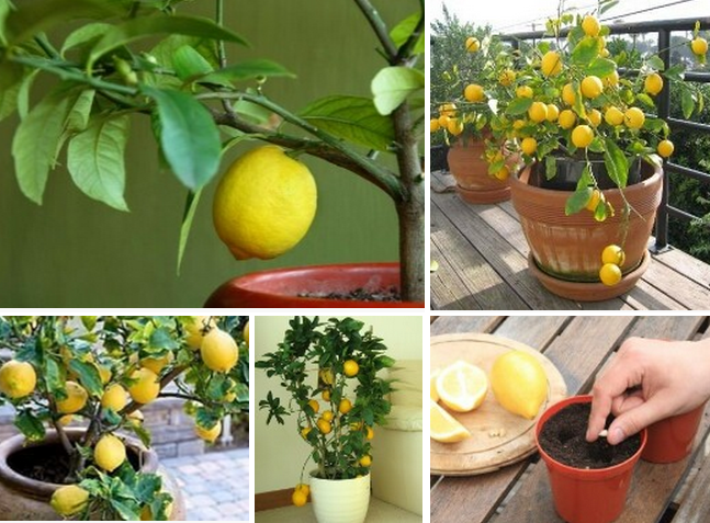 Дерево лимона в горшке. Лимонное дерево в квартире. Домашний лимон на подоконнике. Плодоносныц Лемон в горшке. Вырастить лимон в домашних условиях с плодами