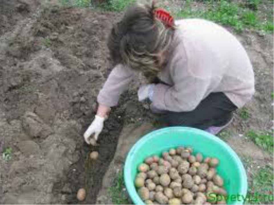 Перед посадки картошку можно. Посадка картофеля. Сажать картошку. Садим картофель. Картошка на даче.