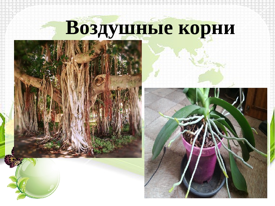 Воздушное питание корня. Дыхательные корни баньяна. Воздушные и дыхательные корни орхидей. Воздушные корни орхидеи. Монстера ходульные корни.