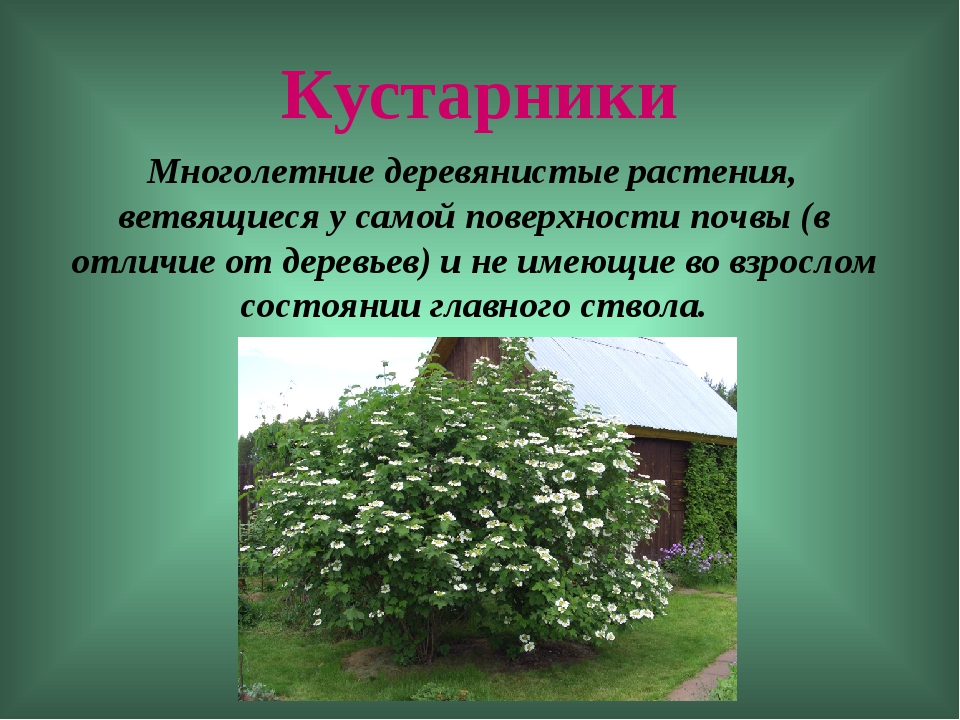 Кустарник ответ. Многолетние деревянистые растения. Царство растений кустарники. Многолетние растения презентация. Долголетние растения презентация.