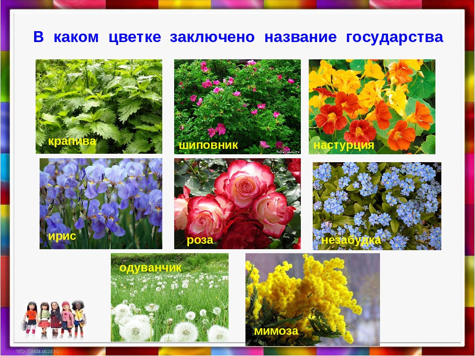 Фото и название всех цветов