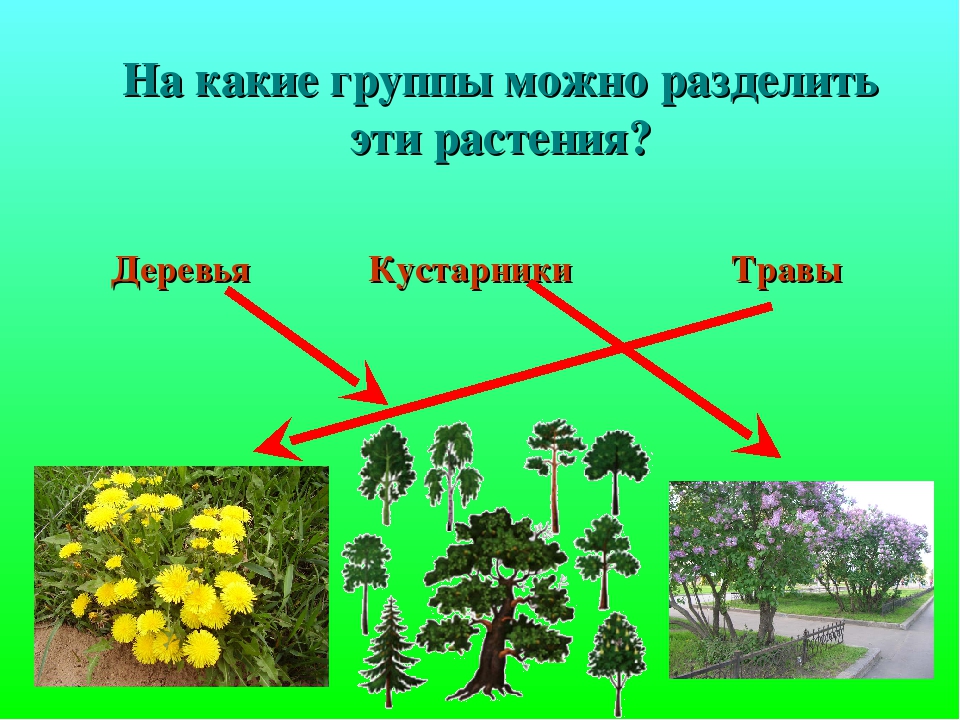 Три группы деревьев. Растения деревья кустарники травы. Группы дикорастущих растений. Группы растений деревья кустарники и травы. Разделить растения на группы.