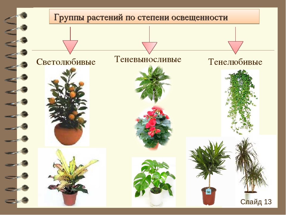 Какие цветы к отношениям. Светолюбивые тенелюбивые теневыносливые растения. Группы комнатных растений. Комнатные растения названия. Классификация комнатных растений.