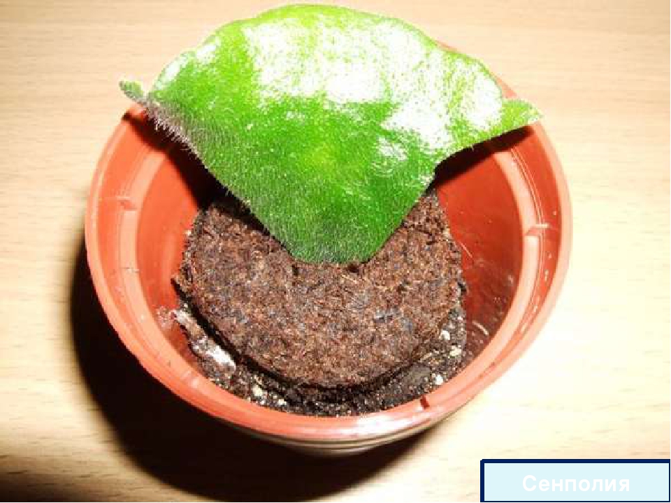 Как сажать фиалки листьями без корней в горшок в домашних условиях фото пошагово