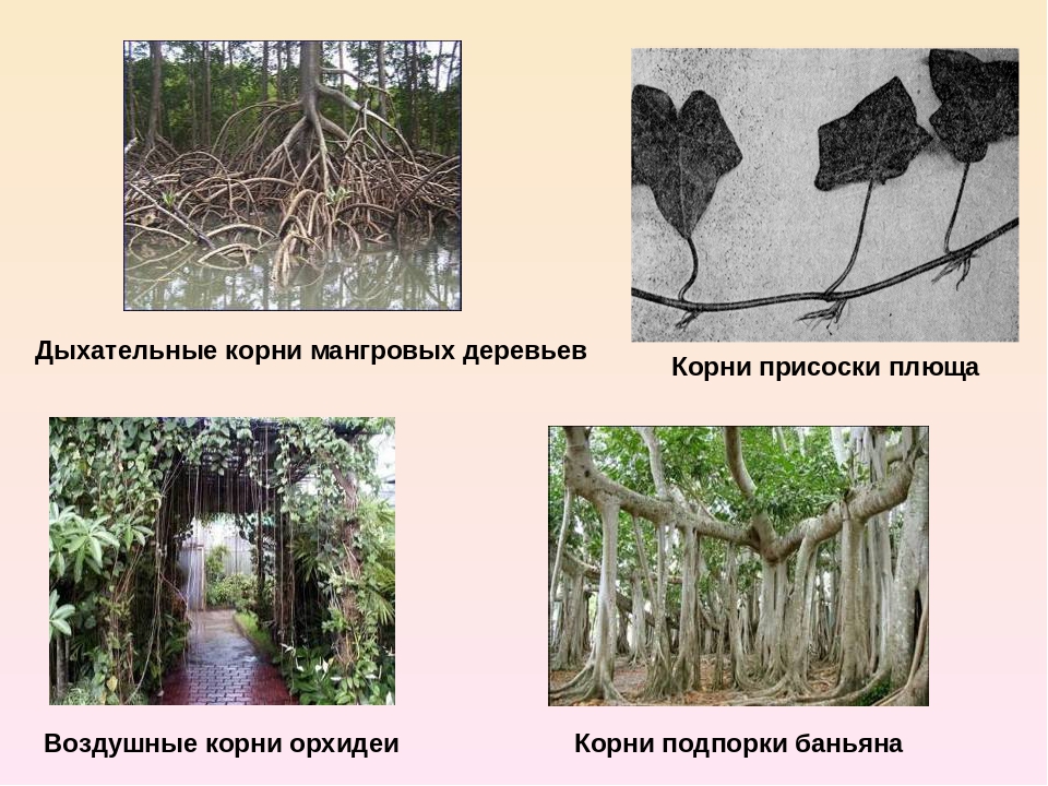 Воздушные корни. Растения с воздушными корнями. Дыхательные корни и корни подпорки. Воздушные корни строение.