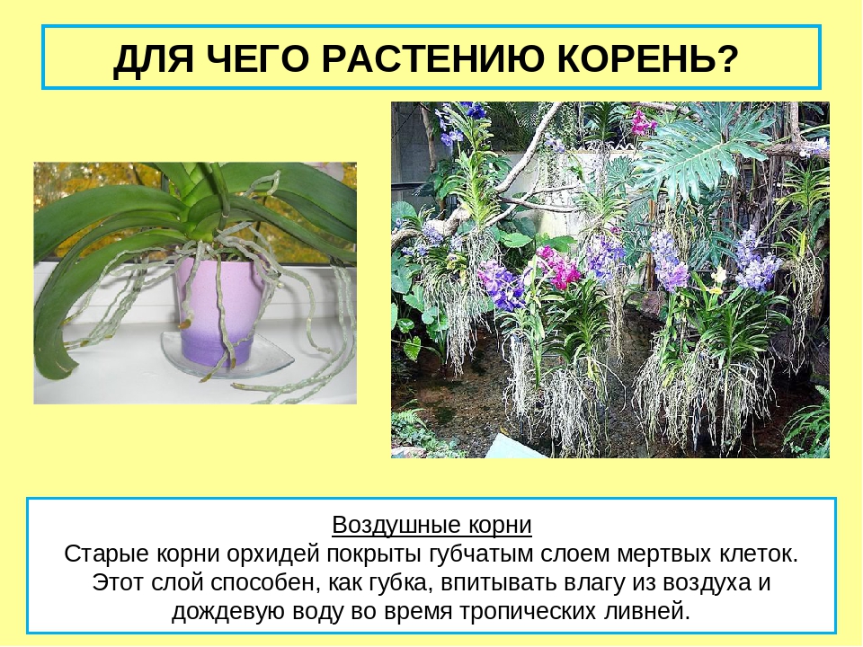 Видоизменные корень орхидеи. Видоизмененные корни орхидеи. Воздушные корни. Растения с воздушными корнями.
