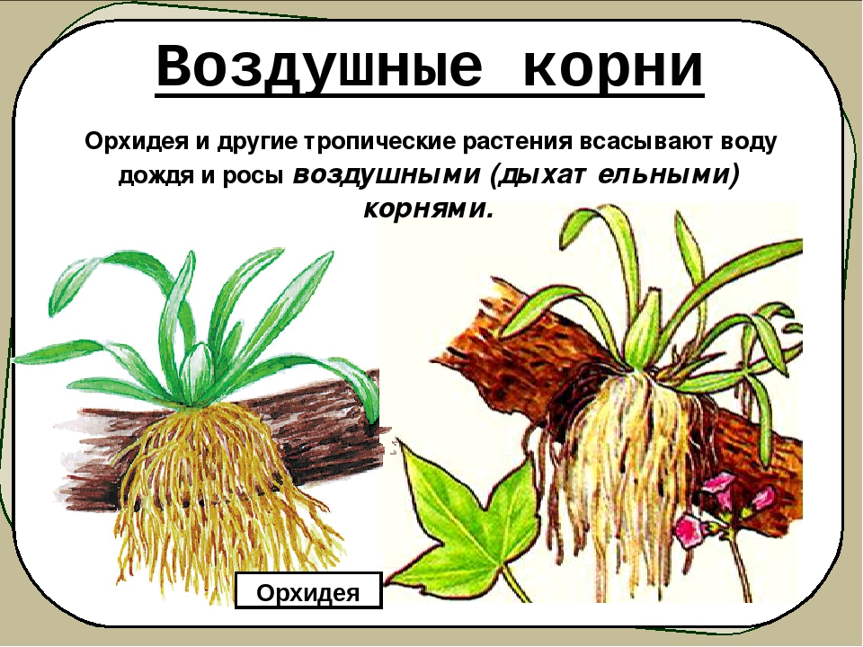 Воздушные корни рисунок