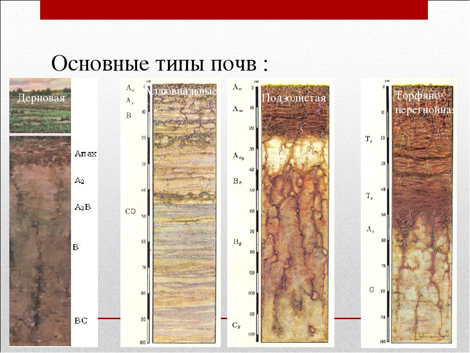 Почвенные горизонты подзолистых почв. Сахалине подзолистые дерново подзолистые почвы. Дерново-карбонатные почвы Ленинградской области. Схема почвенный профиль дерново-подзолистой почвы.