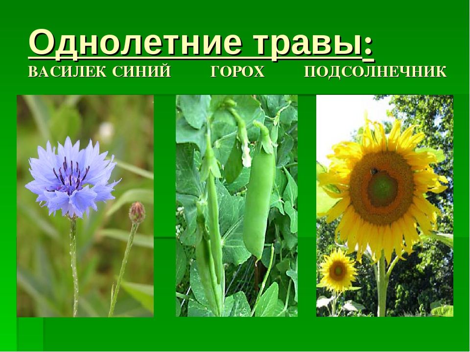 Травяные растения примеры
