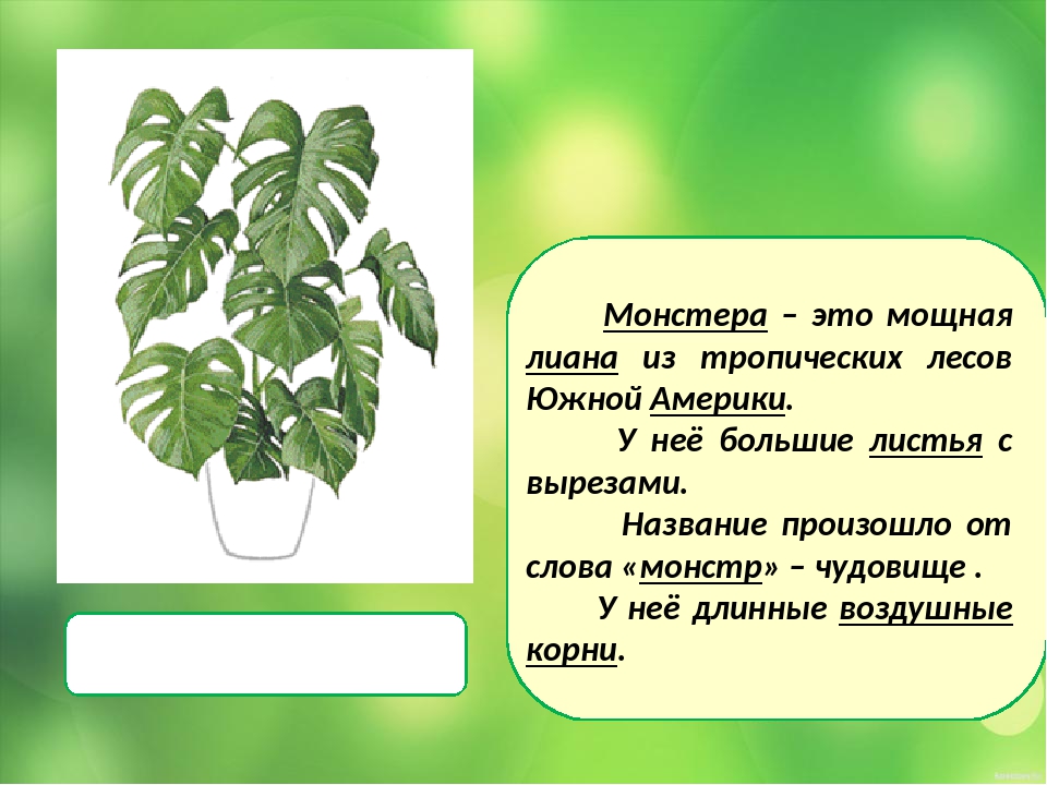 Монстера ядовита или нет. Монстера Родина растения. Монстера Деликоса. Монстера плющевидная. Монстера для презентации.