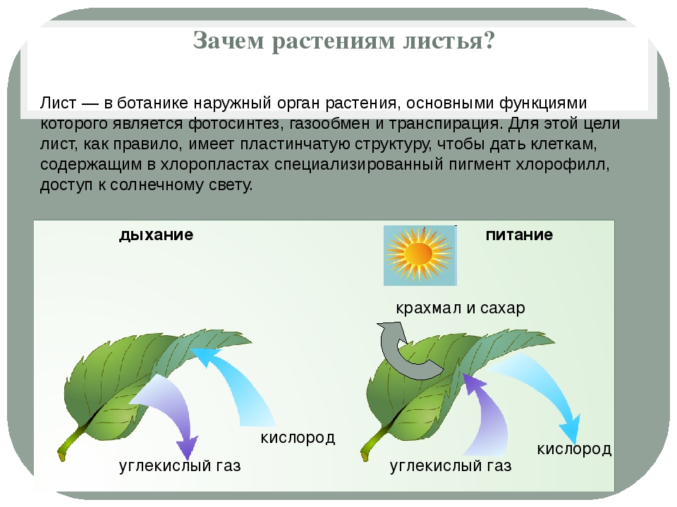 Зеленые растения днем поглощают кислород. Процесс дыхания растений. Схема процесса дыхания растения. В процессе дыхания растения поглощают. Дыхание растений происходит.
