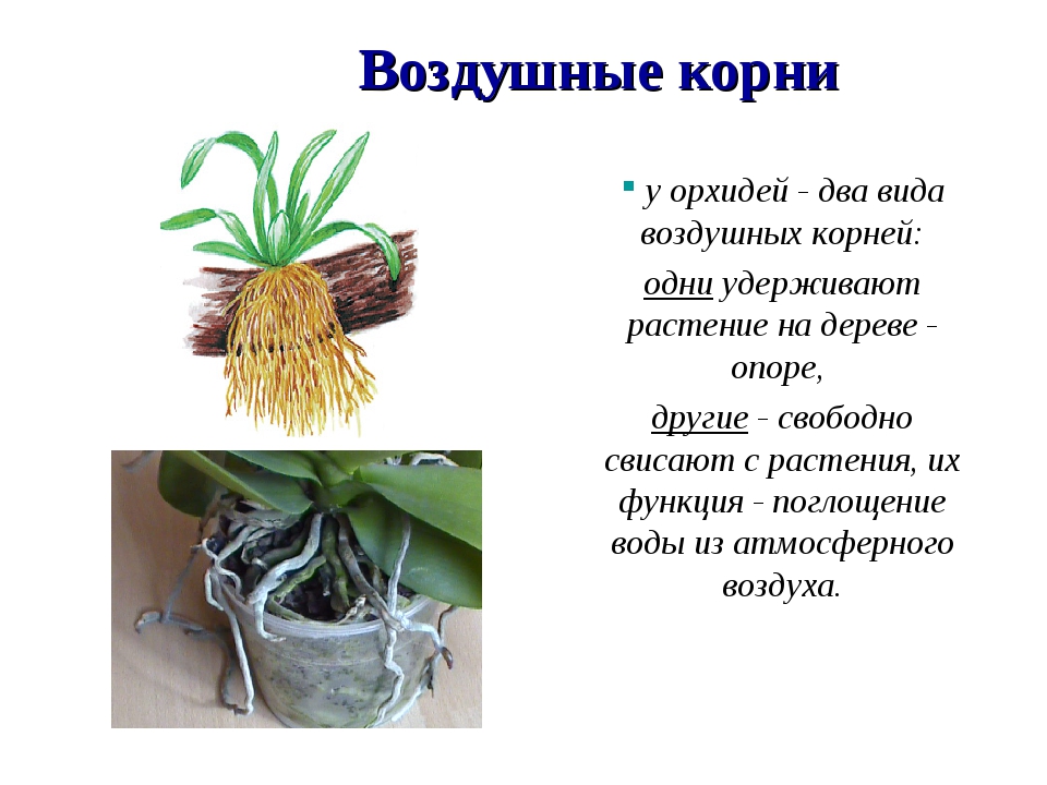 Воздушное питание корня. Видоизменные корень орхидеи. Видоизмененные корни орхидеи. Строение корня орхидеи. Видоизменения корневой системы растений.