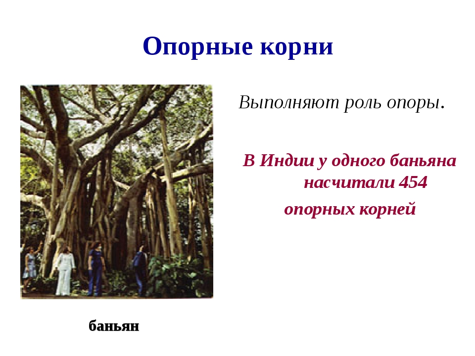Какие функции выполняют корни растений 6 класс. Опорные корни Баньян. Воздушные опорные корни (корни-подпорки). Корни подпорки и ходульные корни.