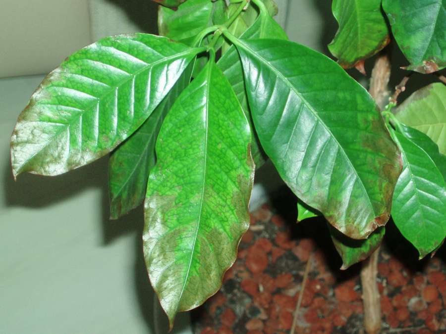 Кофейное дерево сохнут листья. У кофейного дерева светлеют листья. Листья дерева кофе. Гофрированные листья у лимона. Кофе растение сохнут листья.
