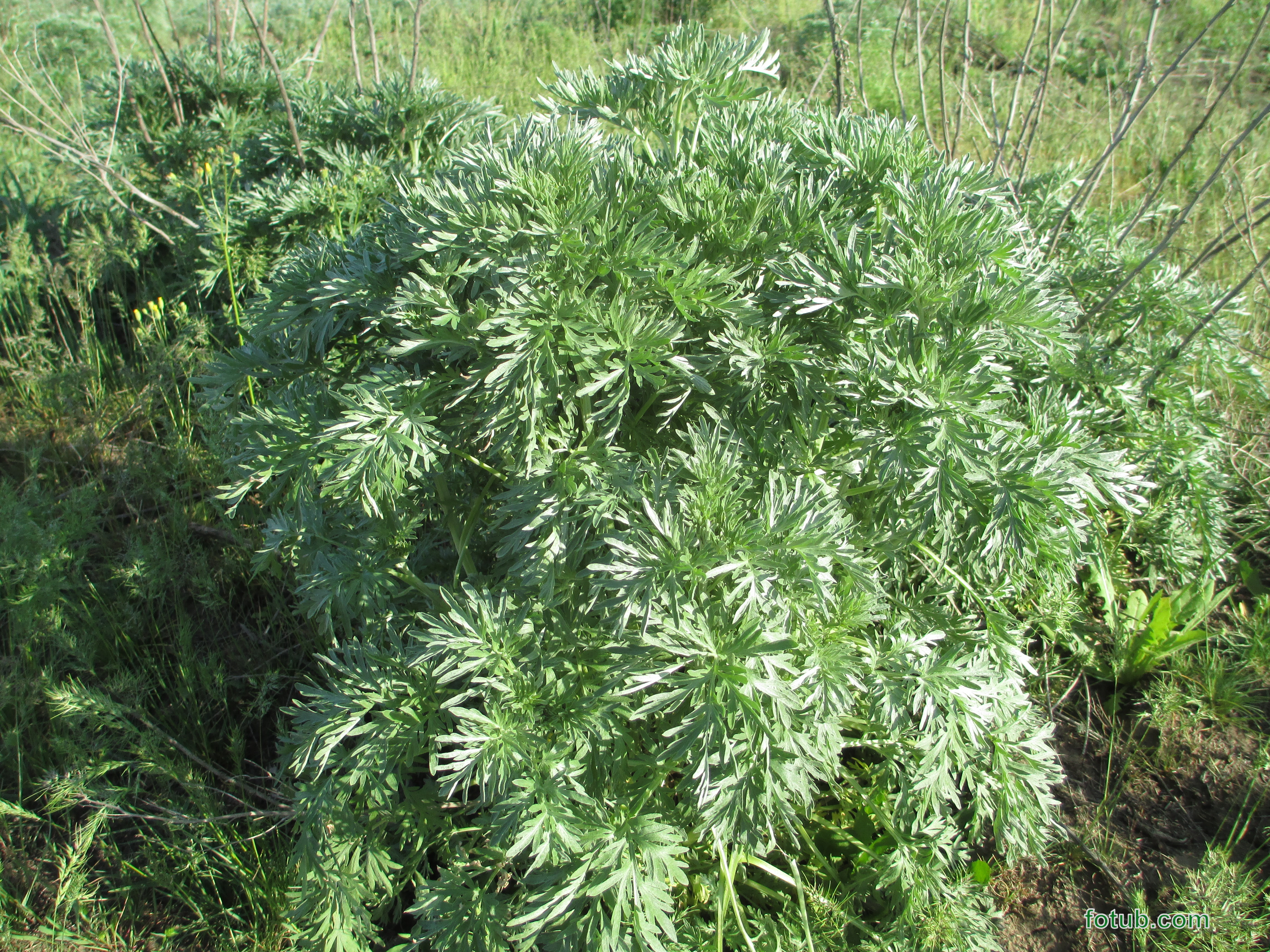 Полынь Баргузинская — Artemisia bargusinensis