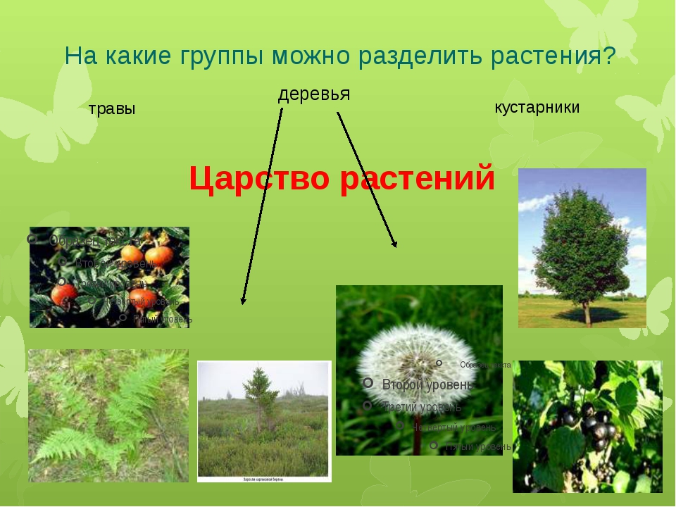 5 основных групп растений. Разделить растения на группы. На какие группы можно разделить растения. Растения которые разделены на группы. Группы царства растений 3 класс.