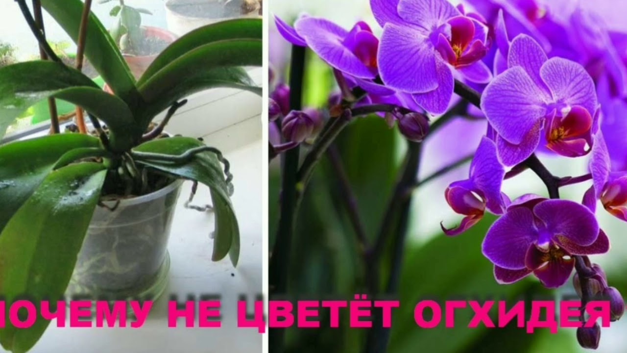 Начала цвести орхидея. Орхидея фаленопсис Alabaster. Орхидея Дендробиум фаленопсис детка. Орхидея фаленопсис цветение.