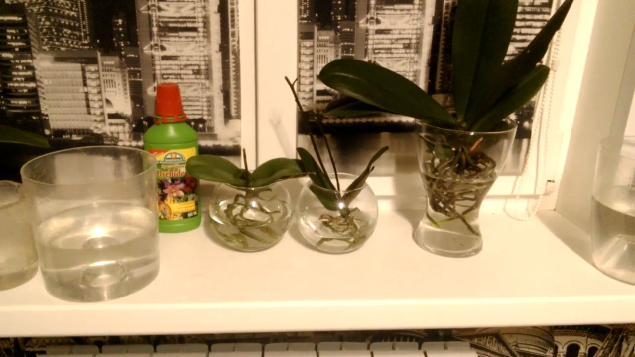 Орхидея в домашних условиях в воде. Орхидеи на гидропонике. Орхидея без почвы. Орхидея без грунта в стеклянной вазе. Гидропоника для фаленопсисов.