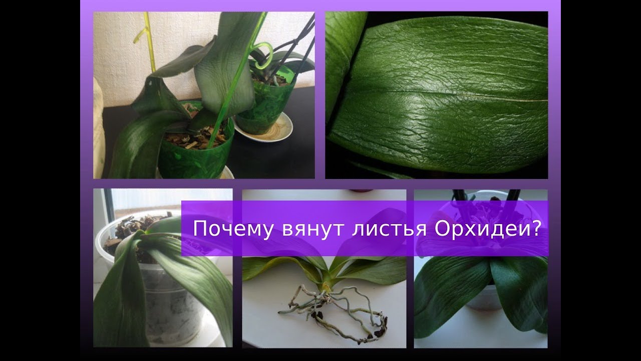 Орхидея в горшке желтеют листья. Тургор у орхидеи. Листья орхидеи потеряли тургор. Тургор листьев орхидеи. Орхидея без тургора.