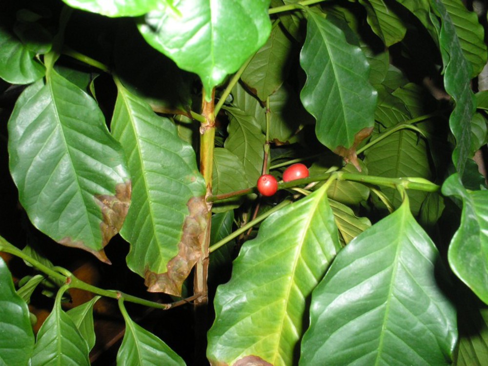 Кофейное дерево сохнут листья. Кофе Арабика растение. Дерево кофе Арабика. Фикус Арабика. Кофейное дерево Арабика.