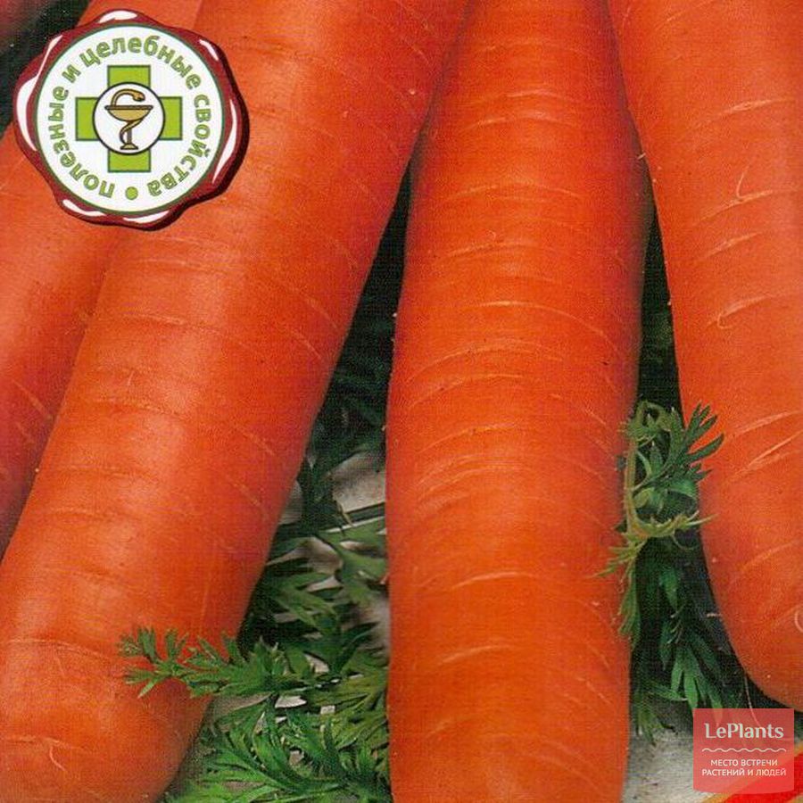 Лучшие сорта моркови для средней полосы. Морковь Карадек семена. Морковь семена лучшие сорта для открытого грунта Сибирь. Семена морковь морковь Сластена. Сорта жароустойчивой моркови.
