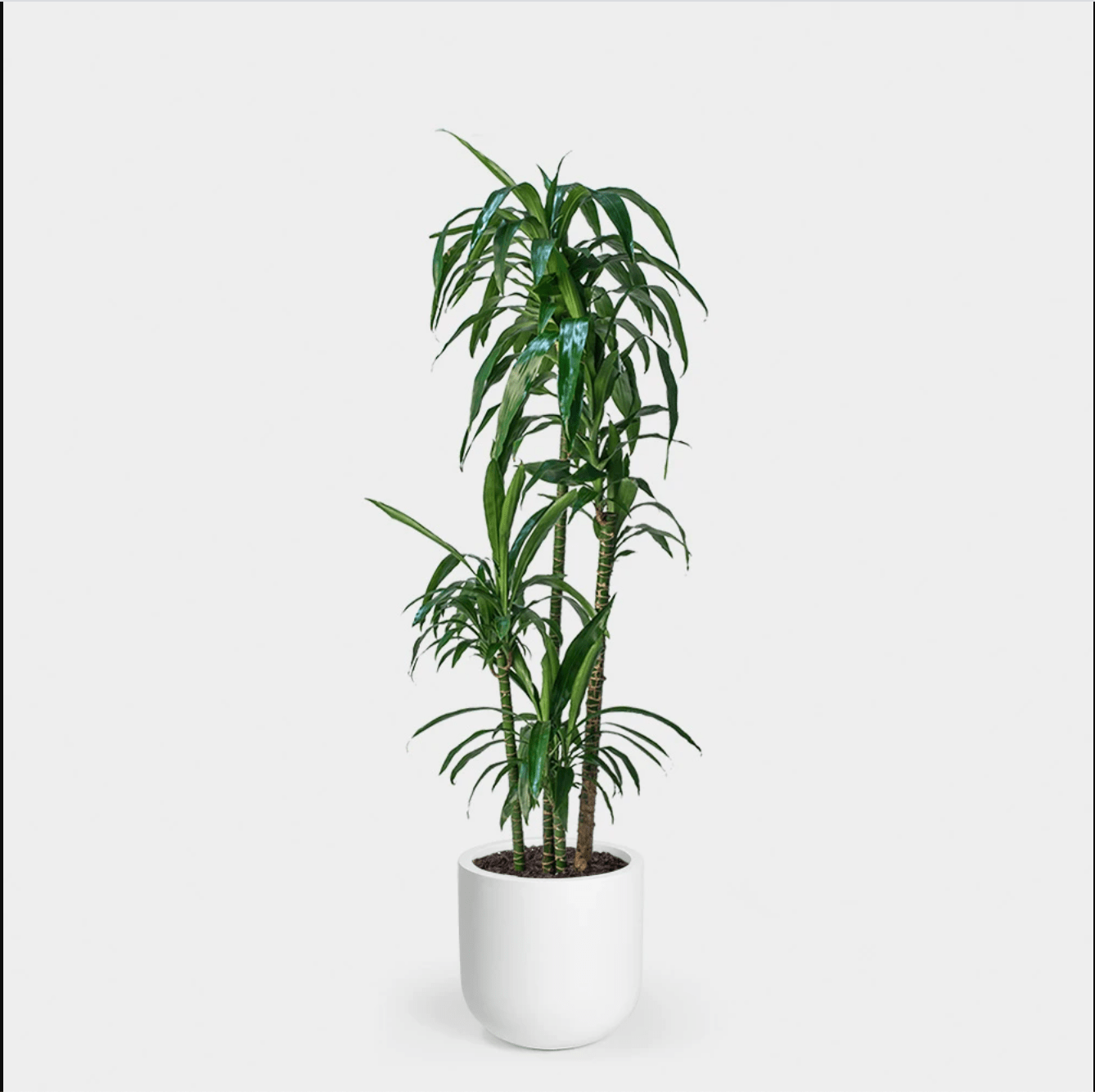 Драцена комнатная. Драцена Lisa. Dracaena Deremensis Lisa. Драцена Саркула Спотти. Дракаена.