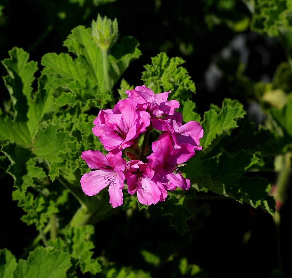 Лечение пеларгонией. Pink capitatum пеларгония. Scented Pink capitatum пеларгония. Pink Champagne пеларгония. Eskay Saar пеларгония.