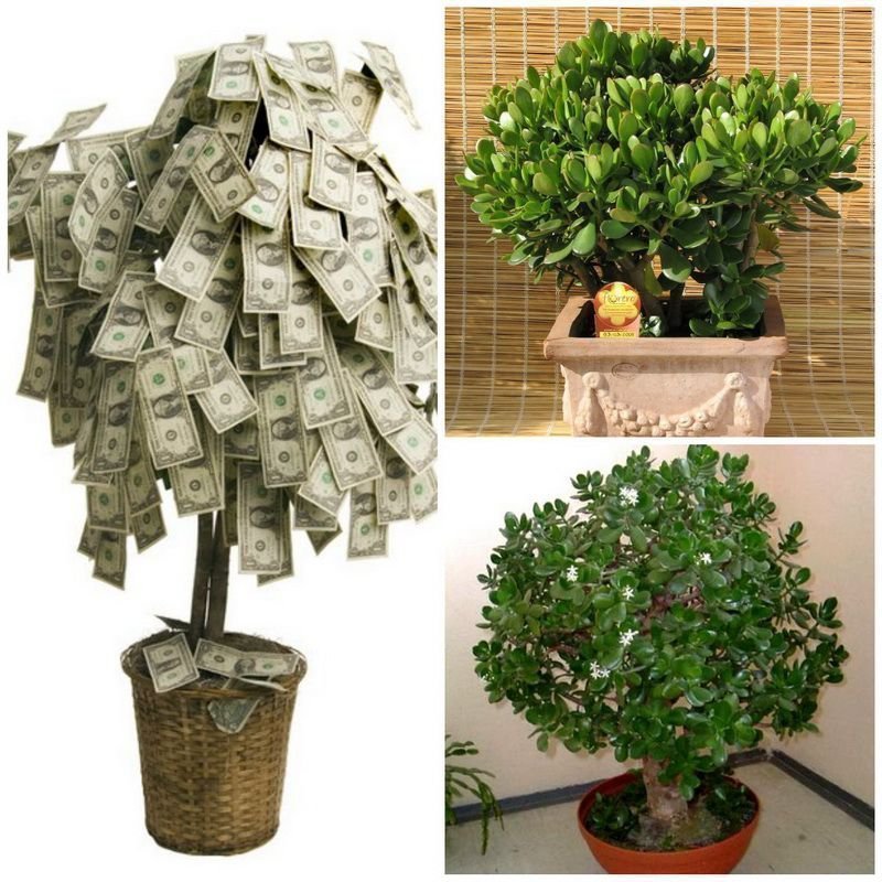 Дерево деньги как правильно посадить. Денежное дерево. Денежное дерево цветок. Денежный цветок. Цветочное дерево из денег.