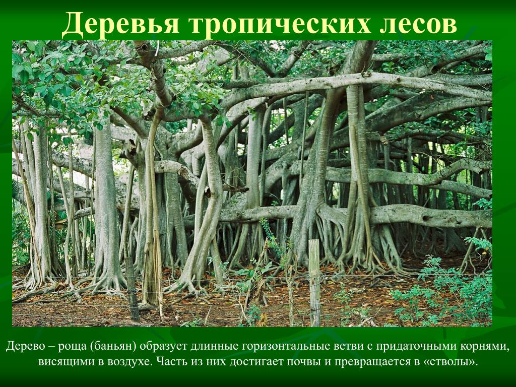У каких растений есть корень. Фикус Баньян корни. Дерево роща Баньян. Воздушные корни баньяна. Индийский Баньян корни.
