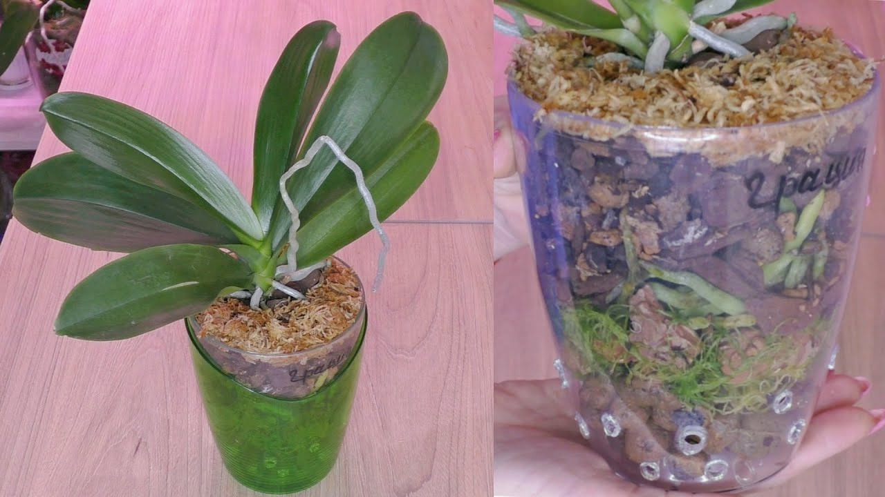 Как правильно пересадить орхидею в новый горшок. Орхидея фаленопсис в закрытой системе. Пересадка орхидеи. Пересадки орхидеи. Пересадить орхидею.