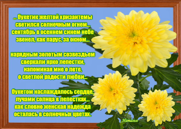 Хризантемы песня текст. Хризантемы с пожеланиями. Стихи про хризантемы. Открытки с днем рождения хризантемы. Поздравляю! Хризантема желтая.