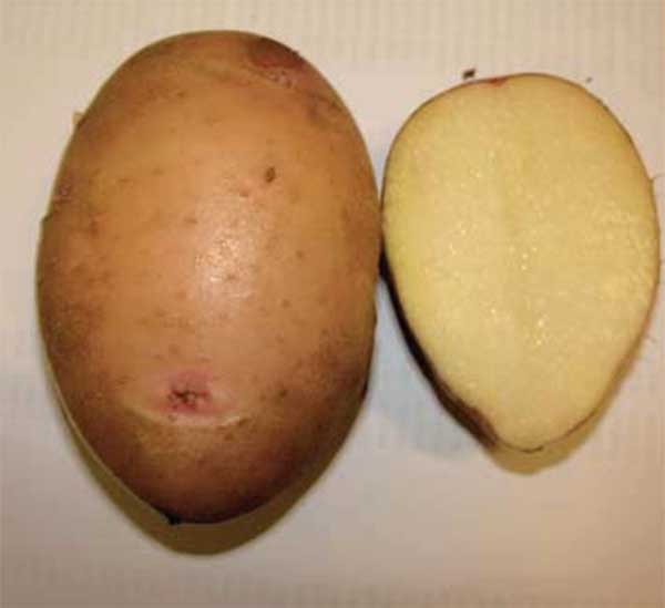 Крепыш картофель характеристика. Картофель Молли. Сорт картофеля Крепыш.