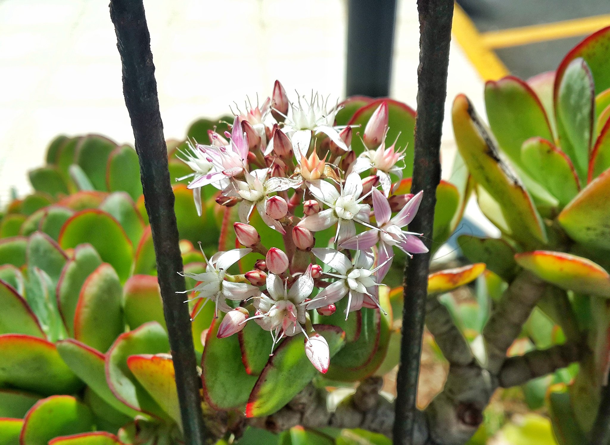 Толстянка зонтичная Crassula Umbella