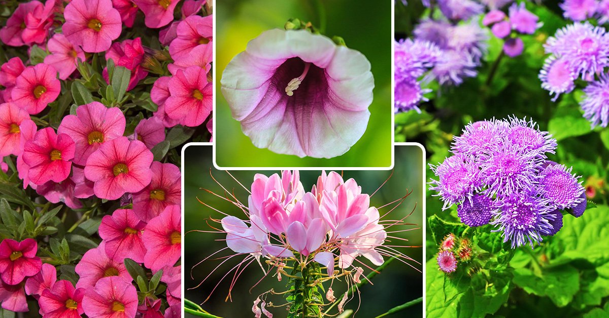 Садовые цветы на г названия и фото