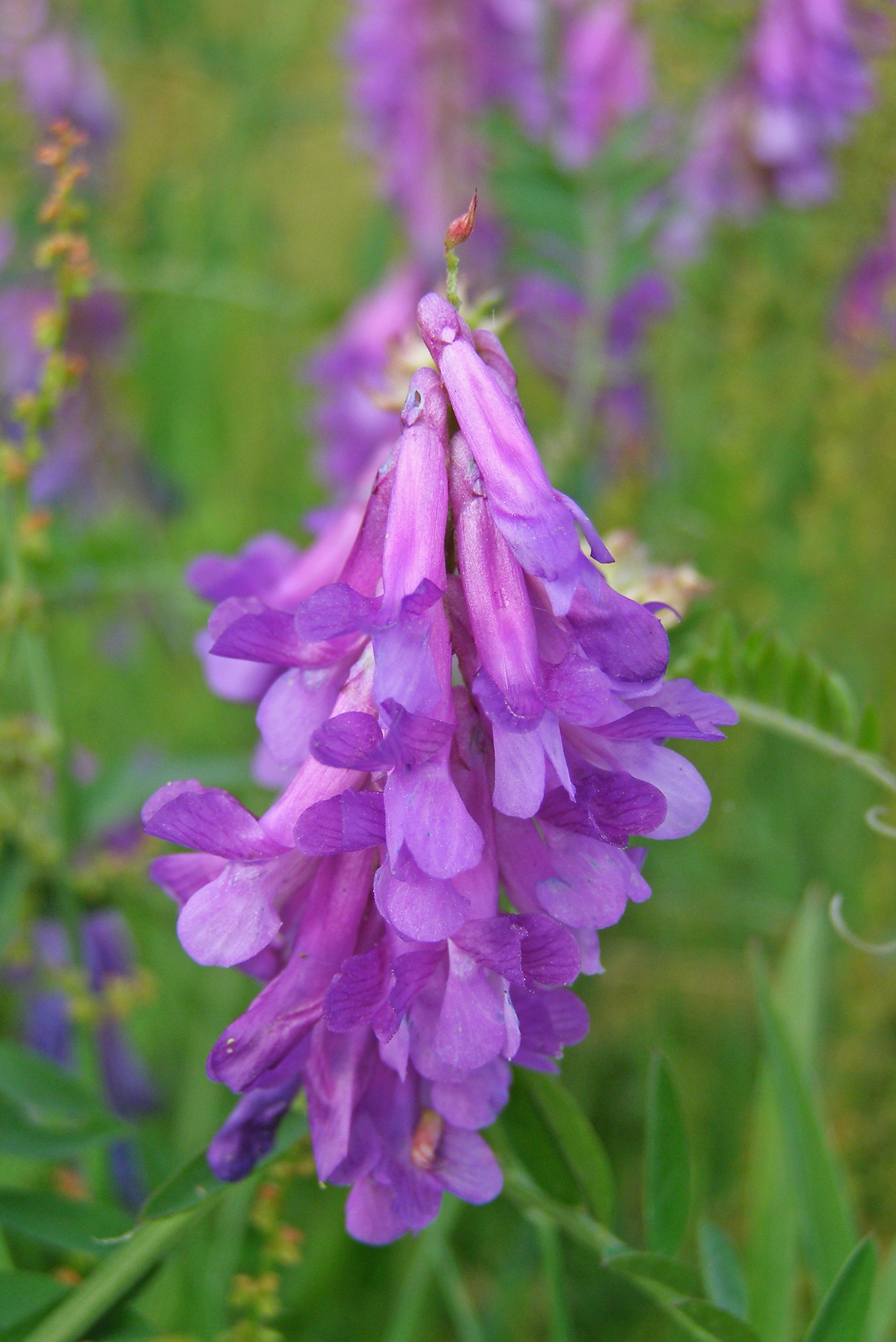 Фиолетовый цветок полевой фото и название